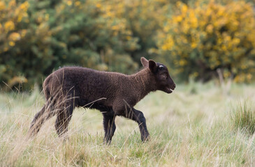A Black lamb walks across a field in front of gorse in England.