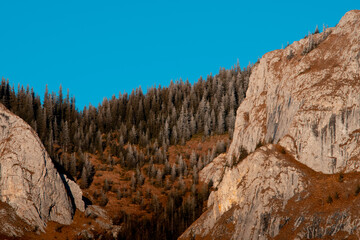 Winter landscape in Apuseni Mountains Romania pine forest