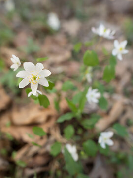Rue-anemone blooming on the forest floor.
