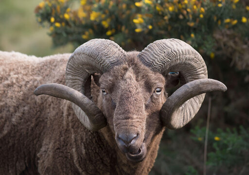 A sheep ram grazes in the English countryside.