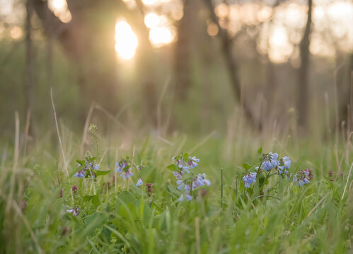 Virginia bluebells or Mertensia virginica bloom in springtime on the forest floor.