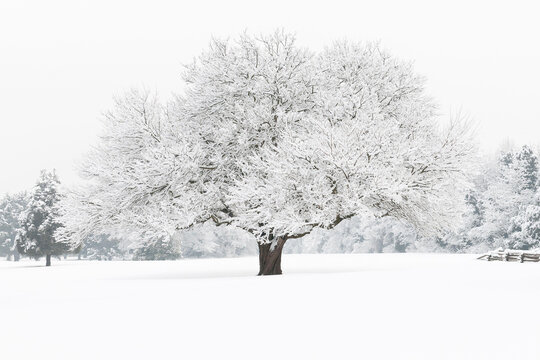 Snow blankets a tree in winter.