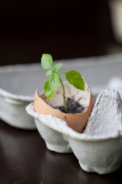Small plant in eggshell; Studio