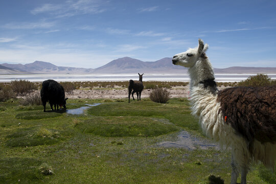 Llamas (Lama glama) at a salt lake in the Andes; Chuasquina, Chile