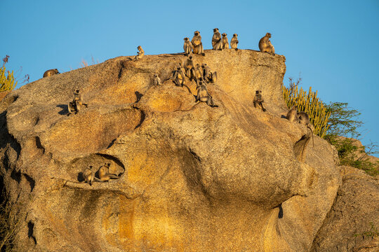 Troop of Langur monkeys (Semnopithecus) siting on a large rock in the Aravali Hills in the Pali Plain of Rajasthan; Rajasthan, India