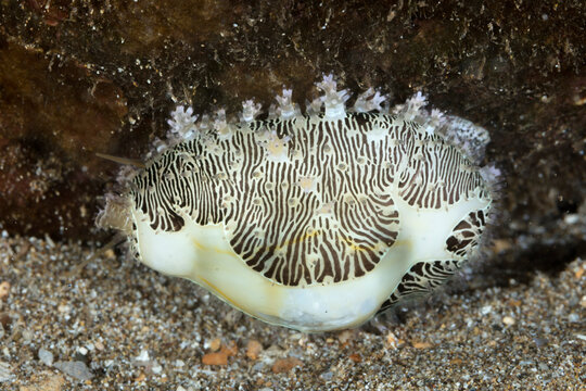 The now rare money cowry (Monetaria moneta), was once used as currency in many countries before the 1800's, Maui; Hawaii, United States of America