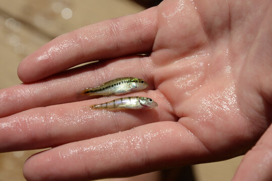 Largemouth bass (Micropterus salmoides) and yellow perch (Perca flavescens) babies in a wet hand; New York, United States of America