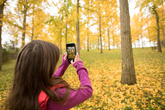 A young girl takes a photo with a smartphone in the ginko tree grove in Blandy National Arboretum, University of Virginia.