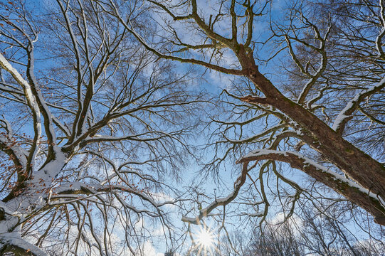 Forest with snowy trees and sunburst in winter; Spessart, Bavaria, Germany