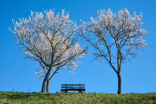 Blooming almond trees with bench; Heppenheim, Bergstrasse, Odenwald, Hesse, Germany