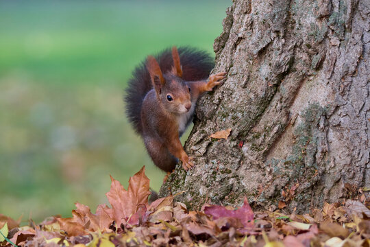 Red squirrel (Sciurus vulgaris) portrait in autumn; Germany