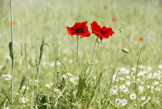 Two vibrant red poppies (Papaver rhoeas) growing in a field of wildflowers; Kortgene, Zeeland, Netherlands
