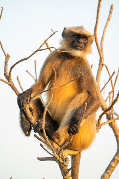 Grey Langur monkey (Colobinae) in a tree at the Cabo de Rama Fort, South Goa, India; Cabo de Rama, Goa, India