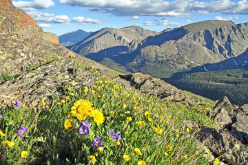 Mountains with purple wildflowers and yellow sunflowers, Rocky Mountain National Park, Colorado, USA