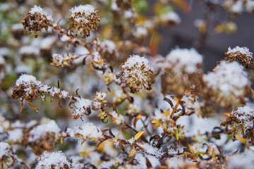 Blüten im Schnee