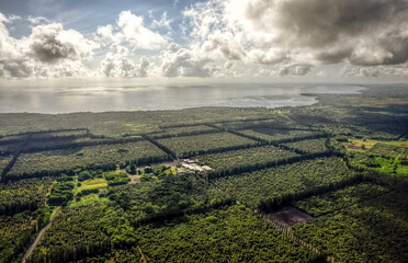 Aerial view of thousands of acres of macadamia trees at the Mauna Loa Macadamia Farm near Hilo, one of Hawaii's signature crops; Keaau, Island of Hawaii, Hawaii, United States of America