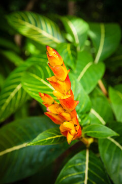 Sanchezia blossom, Guadeloupe, French West Indies; Guadeloupe, France