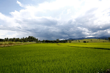 Rice plantation on countryside of Brazil, with hill and cloudy sky on background