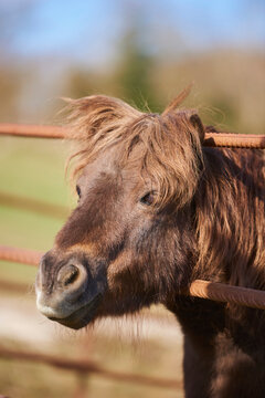 Close-up portrait of a pony horse (Equus ferus caballus) sticking its head through a metal rod fence; Bavaria, Germany