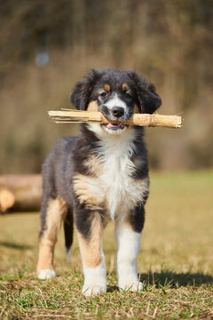 Mixed-breed dog (Australian Shepherd and Golden Retriever) looks at the camera with a stick in it's mouth; Bavaria, Germany