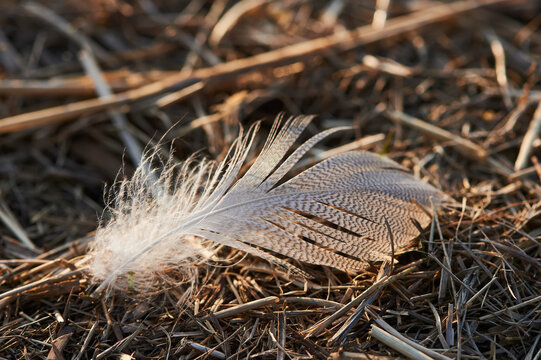 Fototapeta A bird's feather lying on the ground  Bavaria, Germany