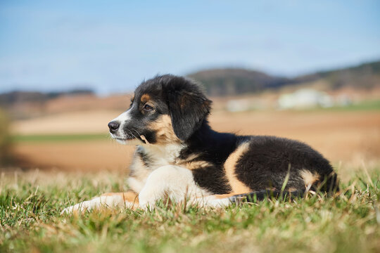 Mixed-breed dog (Australian Shepherd and Golden Retriever) lying down on a grass field with a small stick in it's mouth; Bavaria, Germany