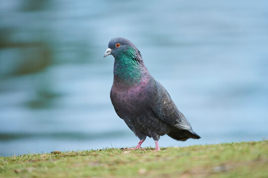 Feral pigeon (Columba livia domestica) standing on grass; Frankonia, Bavaria, Germany