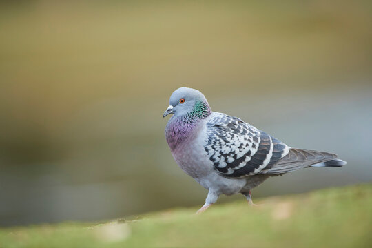 Feral pigeon (Columba livia domestica) walking on ground; Frankonia, Bavaria, Germany