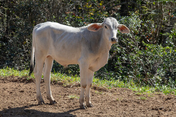 Nelore zebu cattle male calves on field. . Brazil