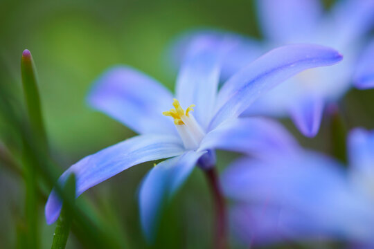 Bossier's glory-of-the-snow or Lucile's glory-of-the-snow (Scilla luciliae) blossoms; Bavaria, Germany