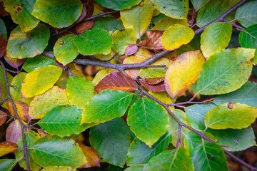 Bunte Blätter auf dem Waldboden