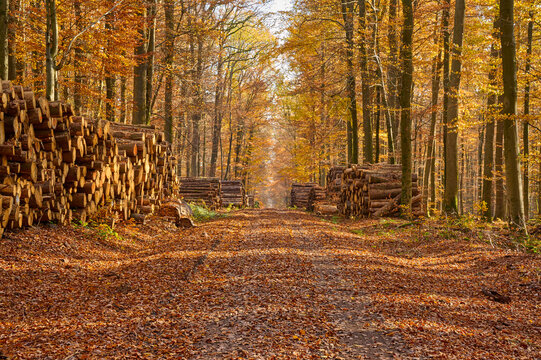 Forest path in autumn with logs piled in sections ; Bavaria, Germany