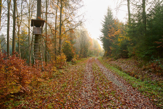 Forest path with hunting blind in autumn; Vielbrunn, Michelstadt, Odenwald, Hesse, Germany