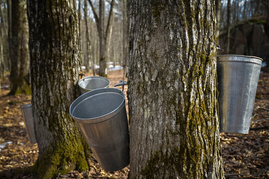 Buckets hanging from sugar maple tree trunks in a sugarbush, collecting sap as it drops from the spigots tapped into the trees; Quebec, Canada