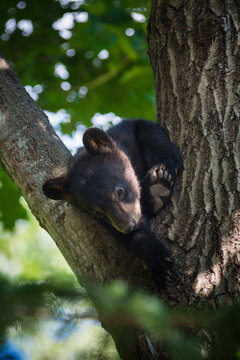 Bear cub stuck in a tree and looking down, Omega Park; Montebello, Quebec, Canada