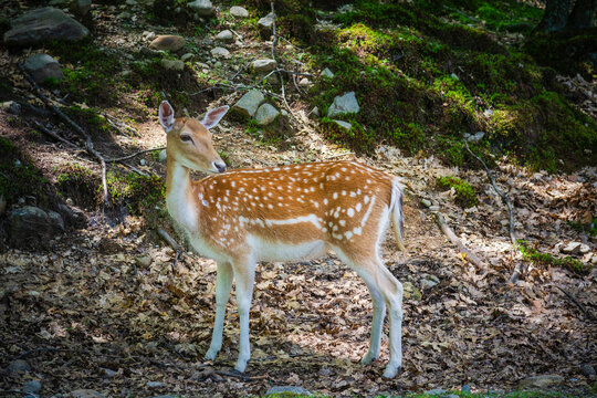 Fallow deer doe stands in Omega Park; Montebello, Quebec, Canada