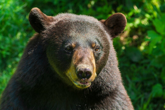 Close-up of a Black bear (Ursus Americanus) in Omega Park; Montebello, Quebec, Canada