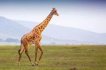 A giraffe (giraffa) walking in a field in the grasslands of the savanna with a hazy silhouette of the mountains in the background; Maasai Mara National Park, Kenya, Africa