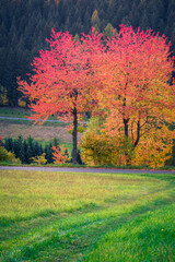Bunter Baum im Herbst