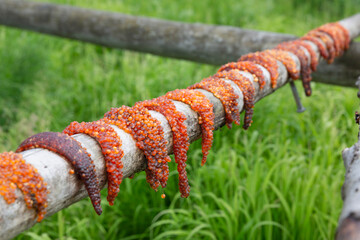 Close-up of salmon roe laid out on a log drying out at a fish camp in Summer, Lower Yukon River; Mountain Village, Western Alaska, Alaska, United States of America