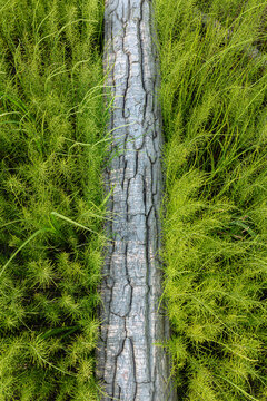 Close-up of wild, green grassy plants in a field with an old fallen tree log in the middle in Summer, Lower Yukon River; Mountain Village, Western Alaska, Alaska, United States of America