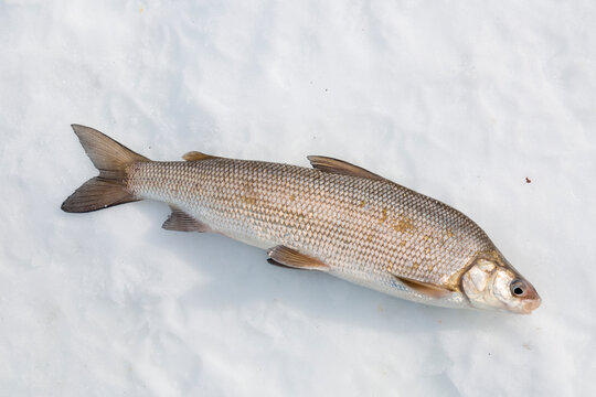 Close-up of a freshly caught whitefish (Coregonus clupeaformis) on ice; Kuskokwim River, Kalskag, Southwestern Alaska, Alaska, United States of America