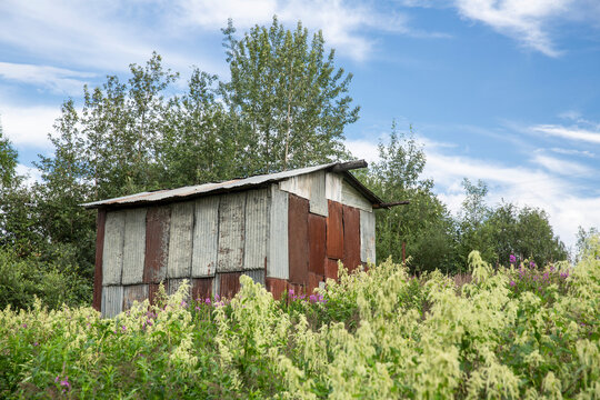 Native Alaskan custom shed made out of salvaged corrugated metal sheets in a field of wildflowers in summer; Ruby, Interior Alaska, Alaska, United States of America