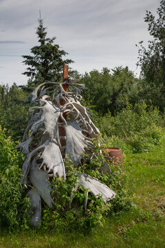 Stack of weathered moose antlers on a post in summer; Ruby, Interior Alaska, Alaska, United States of America