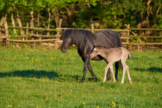 Portrait of a foal with mare (Equus ferus caballus) walking side by side in a green pasture in spring; Europe