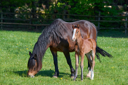 Foal (Equus ferus caballus) looking at camera standing next to mare while she grazes in a green pasture in spring; Europe