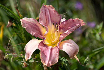 Close up of a pink daylily flower in bloom