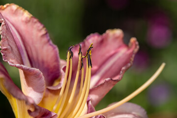 Close up of a pink daylily flower in bloom