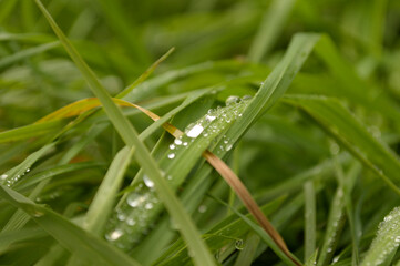 Water drops on the blade of grass