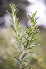 Rosemary